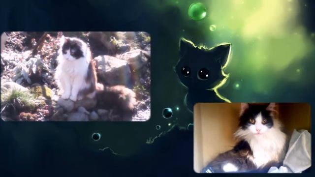 Мой котенок ПОНЧИК.