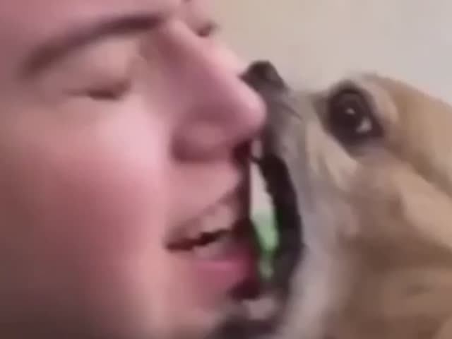 Смешное видео про злых собачек из ада