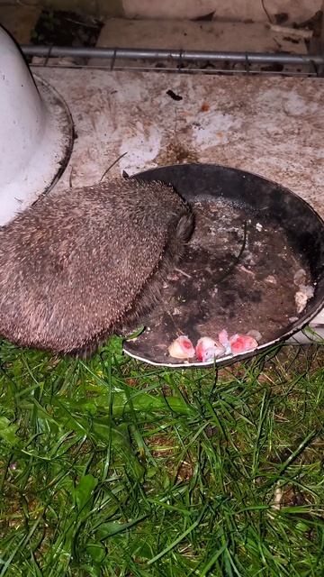 Ежик злится что ему мешают есть.