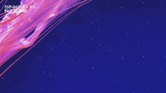 🌊JOURNEY INTO THE OCEAN 🌊 JELLY FISH 🌊 Deep Healing 🕊️Meditation, Zen, Yoga & Stress Relief✨