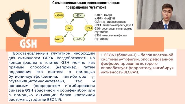 Никитин Даниил Андреевич. Индукция ферроптоза в опухолевых клетках