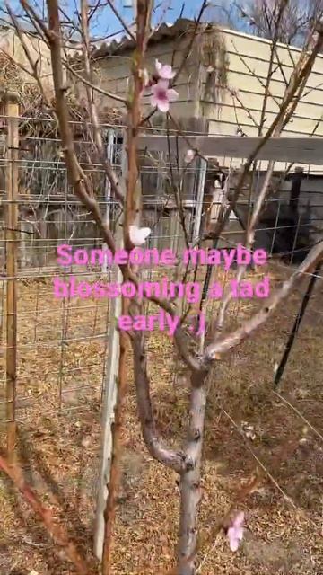 March 28th, This Peach Or Nectarine Tree (not Sure) Got Excited Re Spring, And Started Blossoming:)