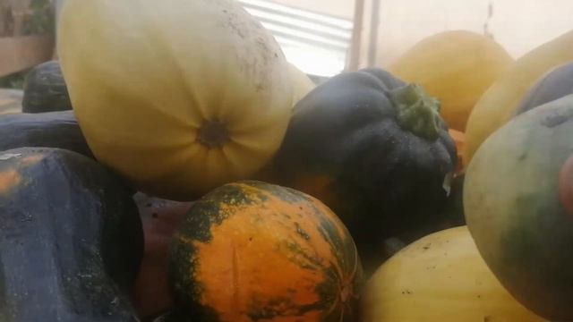 Урожай тыквы!