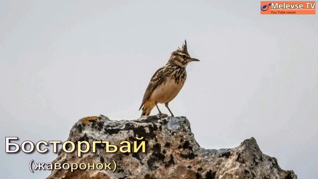 Къушлар 1 - нджи къысым