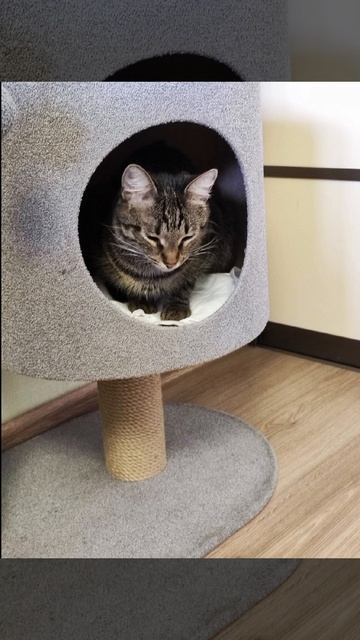 Видео про кота.