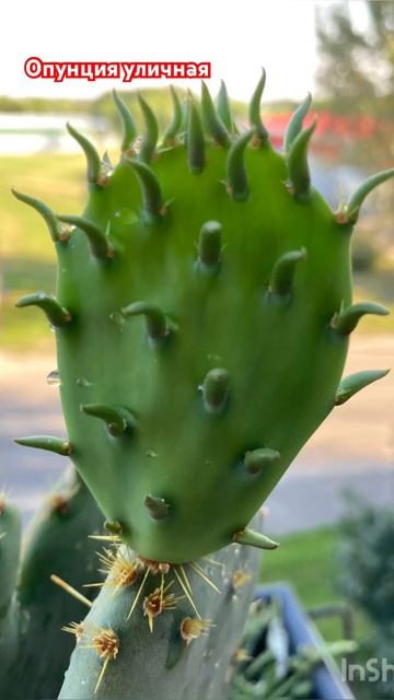 Кактус опунция уличная на балконе. Первое фото 23.07.23 последнее 08.08.23