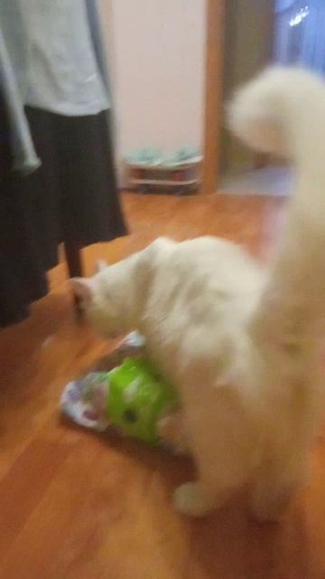 мой милый котик