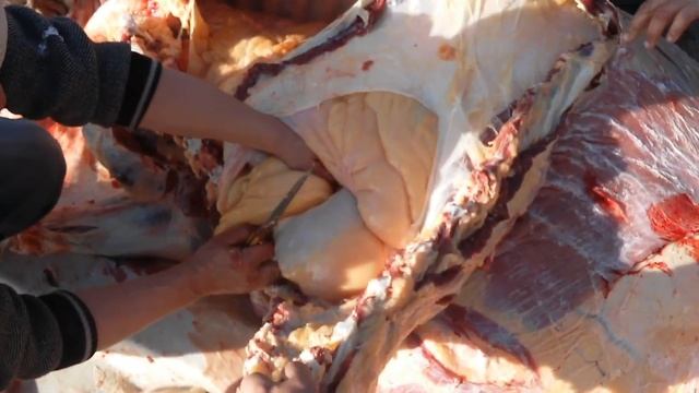 Қыстық соғым.СУПЕР ТЕЗ СОЮ ƏДІСІ.ӨТЕ СЕМІЗ БОЛДЫ өте ауыр тартты😰