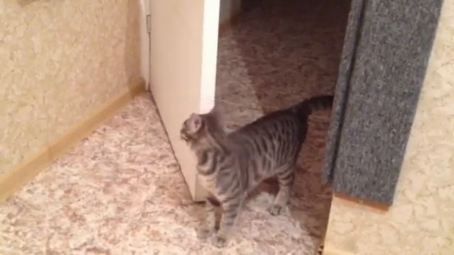 Хвост - лучшая игрушка.