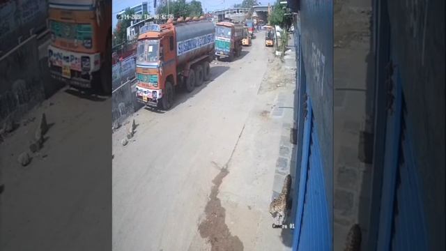 Leopard Vs Pack Of Stray Dogs