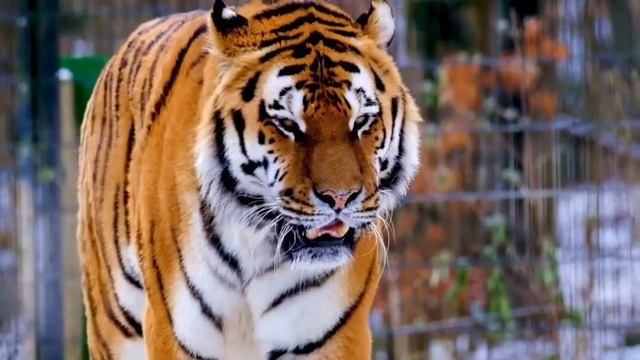 A Large Young Male Siberain Tiger (pantheria Tiger Altica) Run Directly Against The Hunting