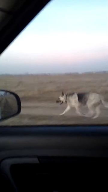08.11.2015 - Выгул собаки на машине