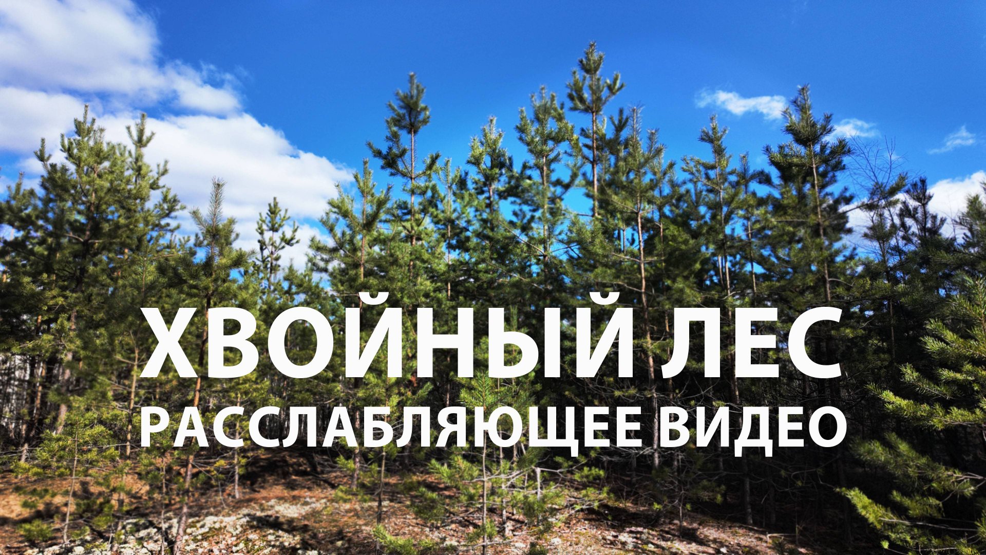Хвойный лес и солнце. Рязанская область. 4К