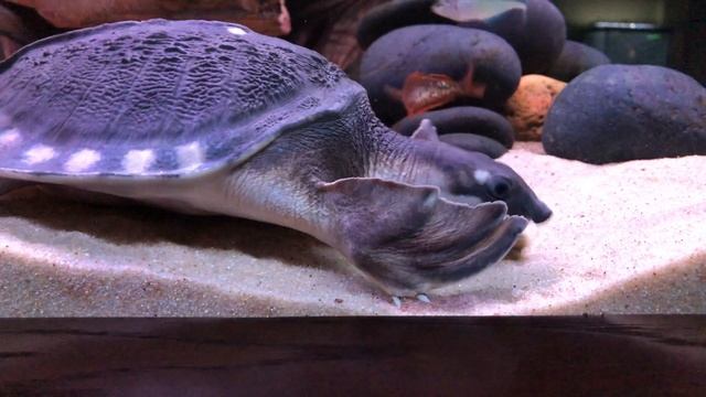 Fly River Turtle Ate My Mystery Snail