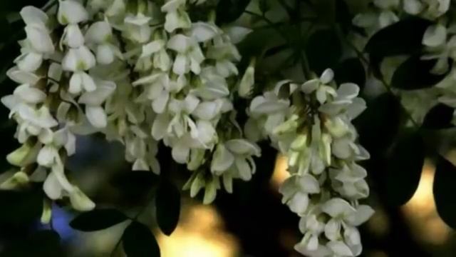 Белая акация  в 12 MP4