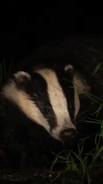 Badgers Love Peanuts By 