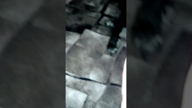 Реакция собаки на корм для морских свинок