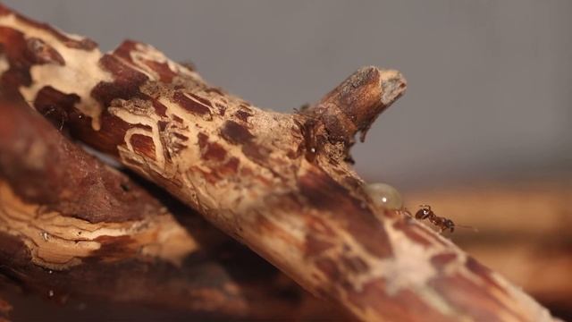 My Myrmica Ruginodis Colony - 1 - Exploring The Colony