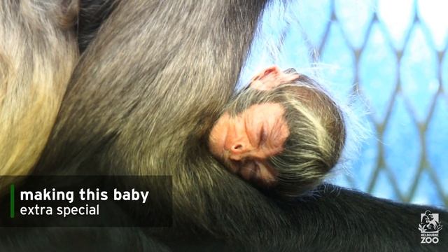 Baby Spider Monkey