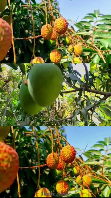 Mango And Lichi #mango #aam #season #shorts #shortvideo #bihar  #thanedaarrider