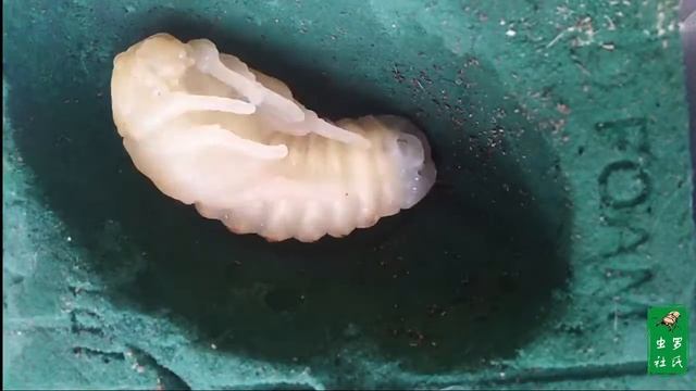 Dynastes Hyllus 墨西哥白兜（母虫）化蛹
