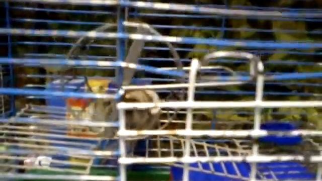 царь зверей Бася