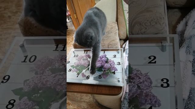 Стрелки и кошка