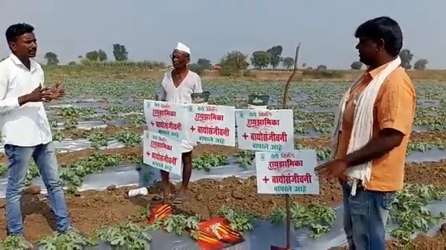 रायझामिका,बायोसांजवनी  वापरा मर रोग थांबवा