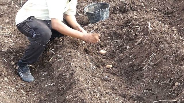 طريقة زراعة البطاطا🍠 كيفية إحتيار نوعية البذور للحصول على مردود جيد 🍠Potato Cultivation Method