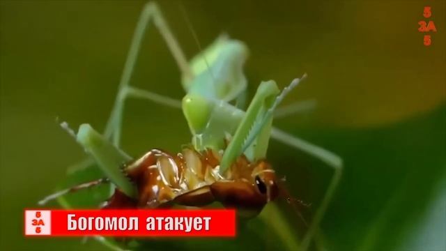Хищники в деле  Антилопа вовремя успела на защиту детеныша от гепардов!