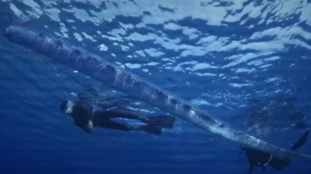 Oarfish Sound