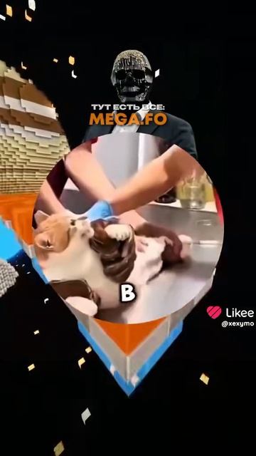 кастрирование кота