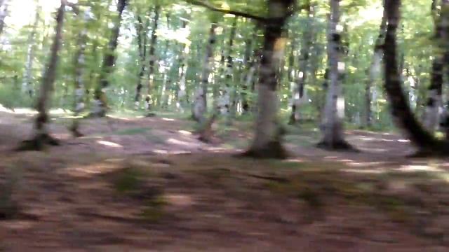 Грузия в лесу по дороге из Сиони