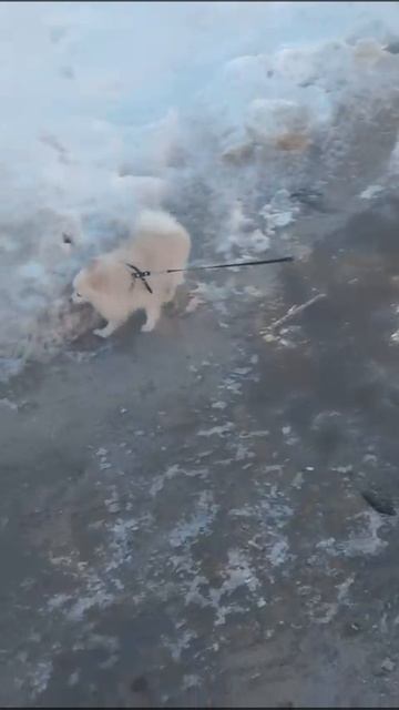 ДОЛБОЕБКА 2200