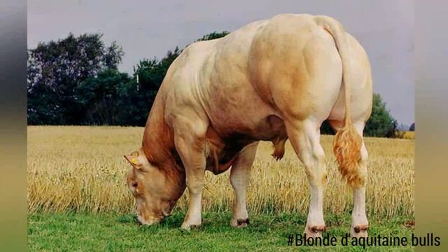 Blonde D'aquitaine Bulls