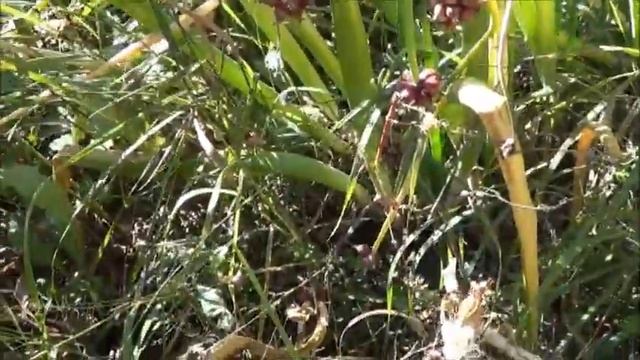 Looking Into The Walking Or Egyptian Onions