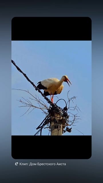 Бусел негодует, в его отсутствие снесли гездо