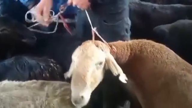 Tajikistan Таджикистан Вахдат мол бозор 23 06 2023