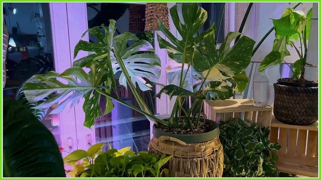 Moving Madness: Day 2 With 150+ Tropical Houseplants! 🌿 Survival Tips & Care Hacks