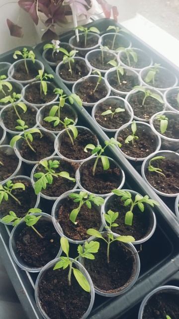 26 марта 2025 года. рассада томатов.