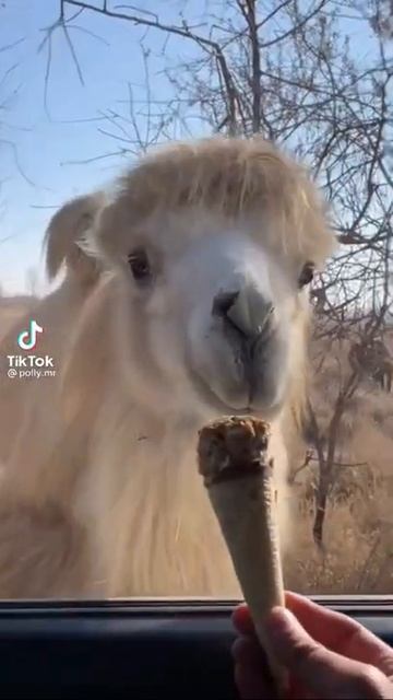 Camel 🐫 Eating Ice Cream 🍦