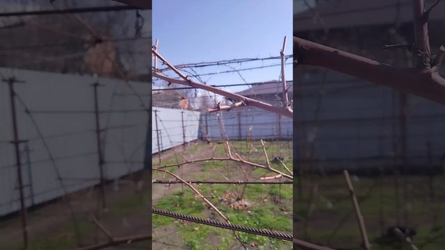 Формировка летних сортов ежевики