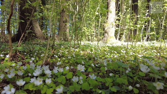 Природа, лес, цветущая ветреница.