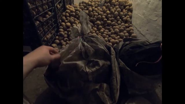 ХИТРОСТИ ПО ЛОВЛИ И СОХРАНЕНИЮ ЧЕРВЕЙ / ОХОТА НА РИБАЛКУ / НАЖИВКА НА СОМА / НАЖИВКА НА КОРОПА