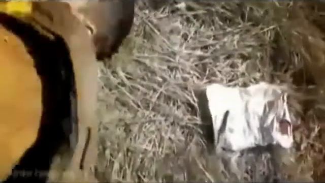 Украина сойдет сума 0001