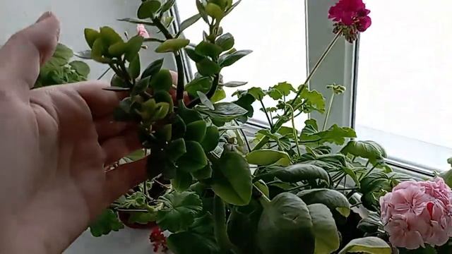 Зацветают пеларгонии, обрезка каланхоэ,колеус аватар.