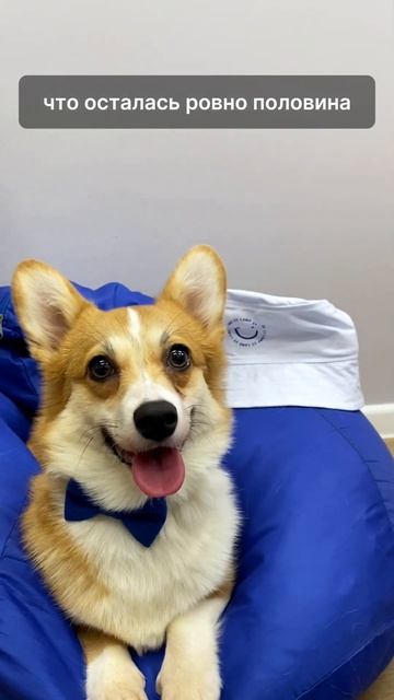 Радуем вас праздничным выпуском «Corgi News»! #corgimews #8марта #английский #праздник #поздравляем