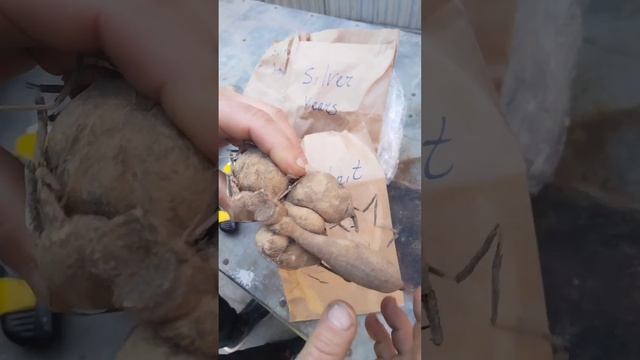 Про георгины