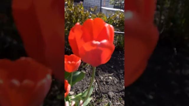 Жить среди цветов 🌷🌷🌷