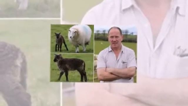 Rare Goat Sheep Irish Farm  Козел родился у овцы на ферме в Ирландии